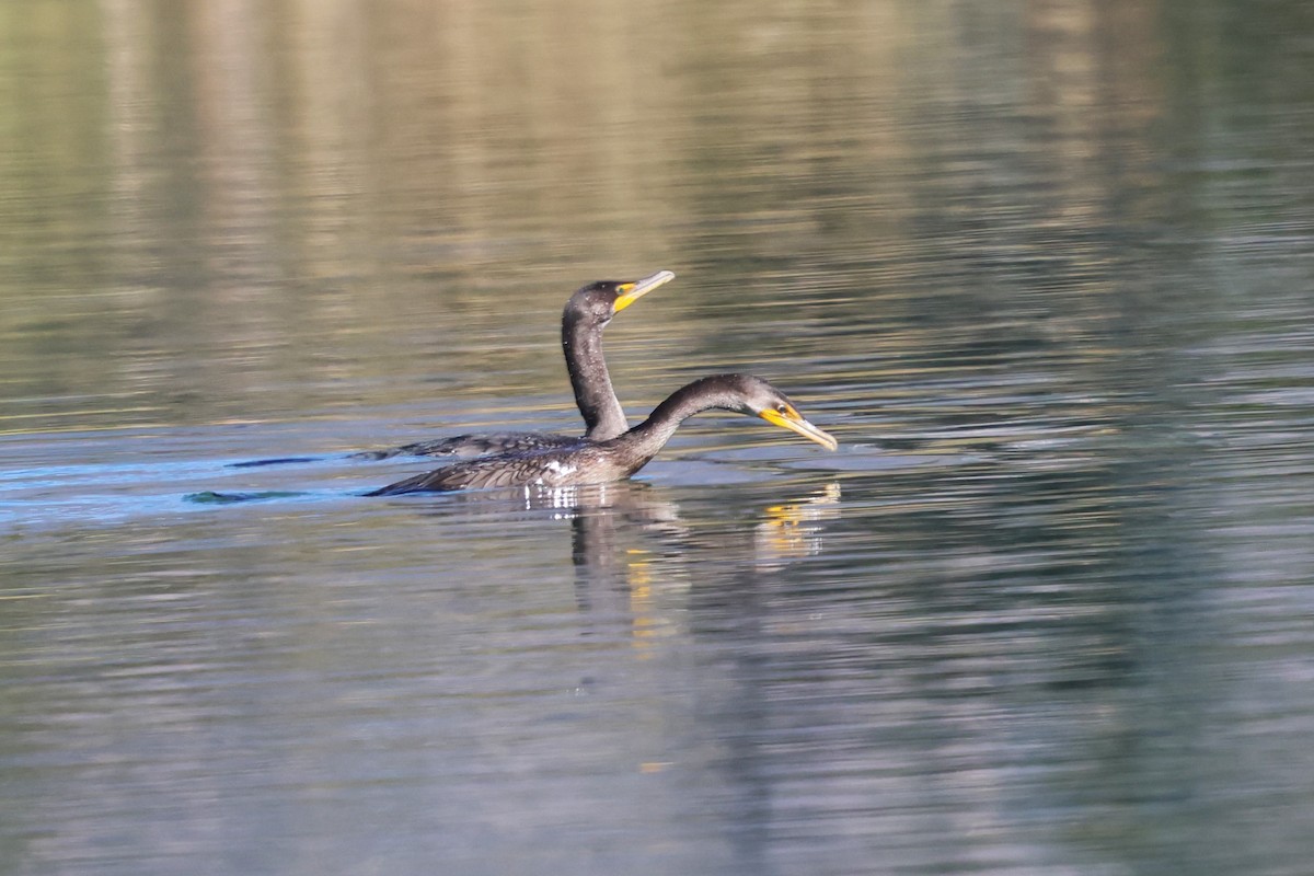 Double-crested Cormorant - ML646053765