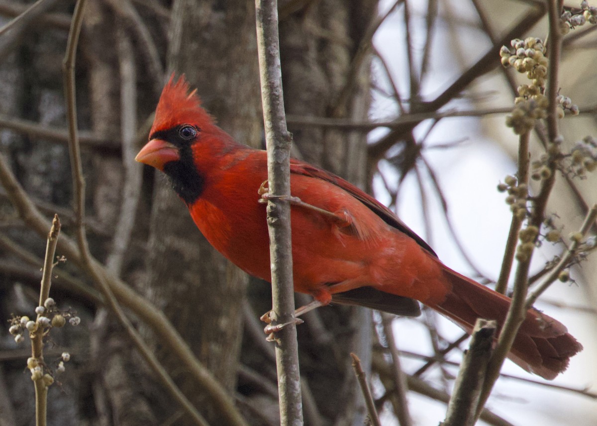 Northern Cardinal - ML646053769