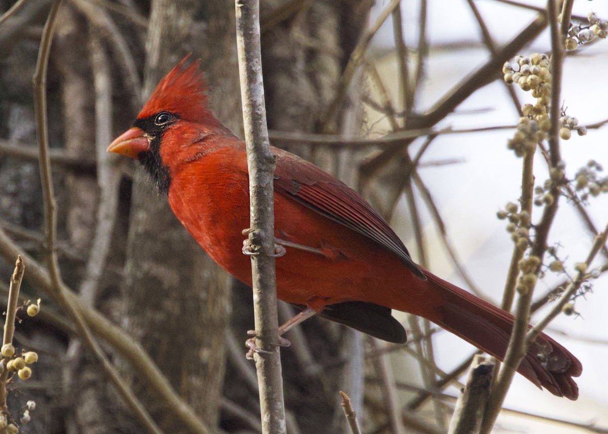 Northern Cardinal - ML646053770