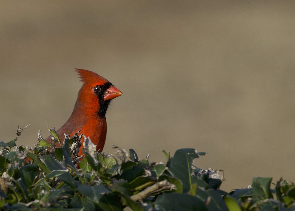 Northern Cardinal - ML646053771