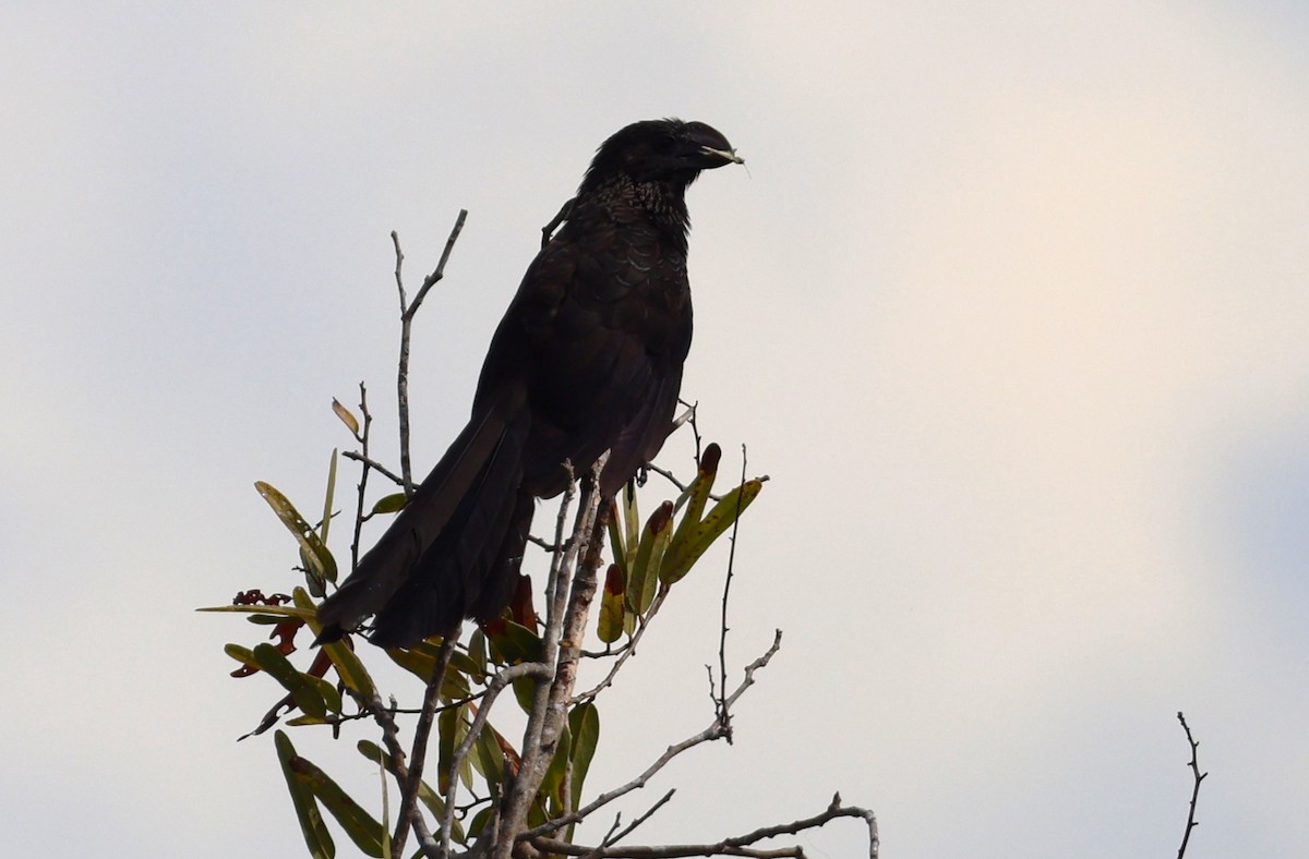 Ані товстодзьобий - ML646053772