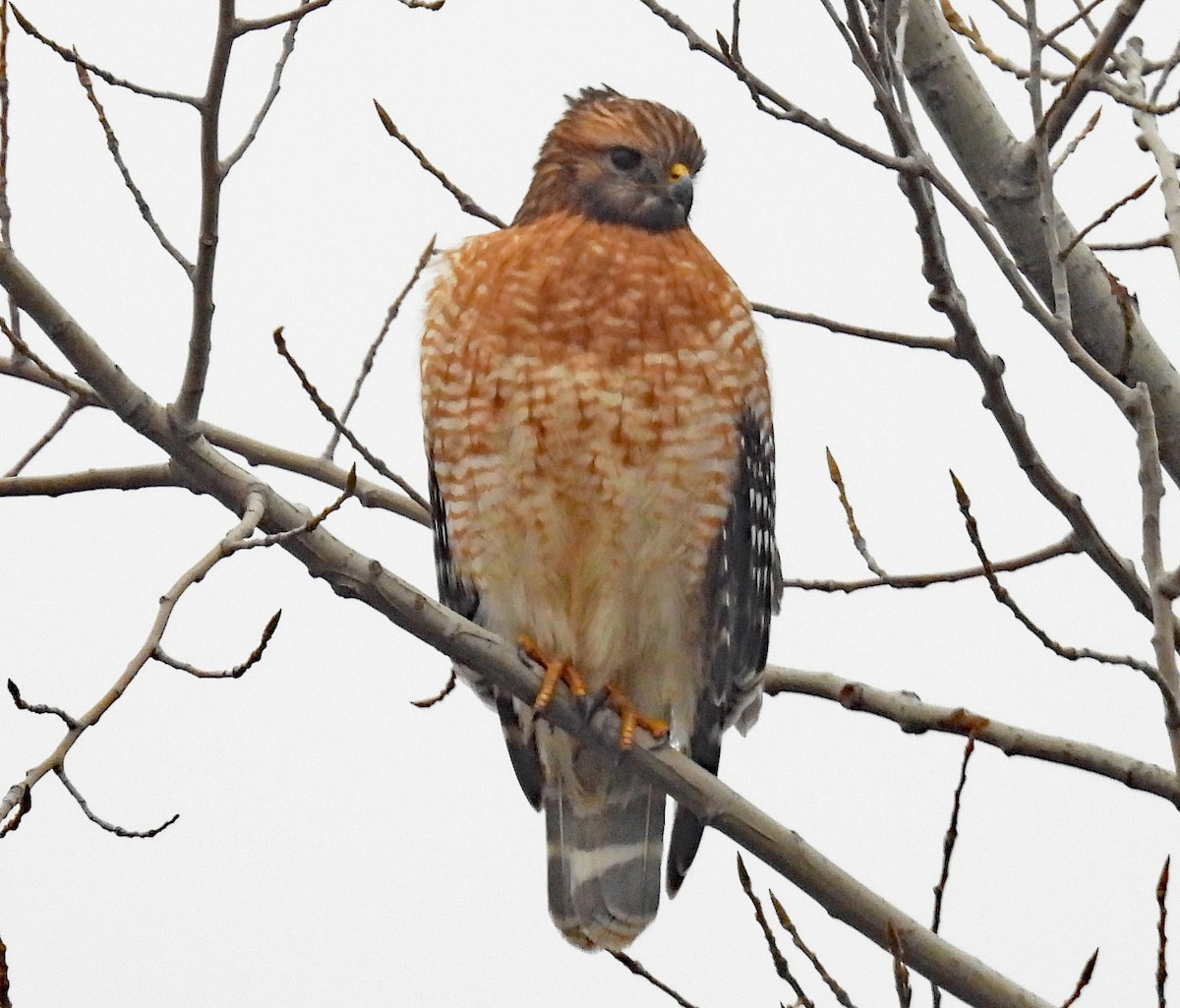 Red-shouldered Hawk - ML646053783