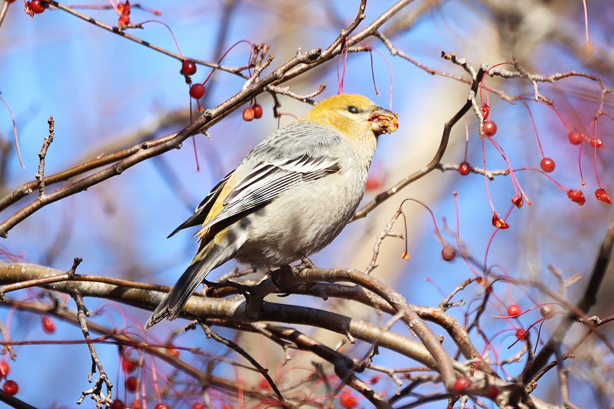 Pine Grosbeak - ML646053784