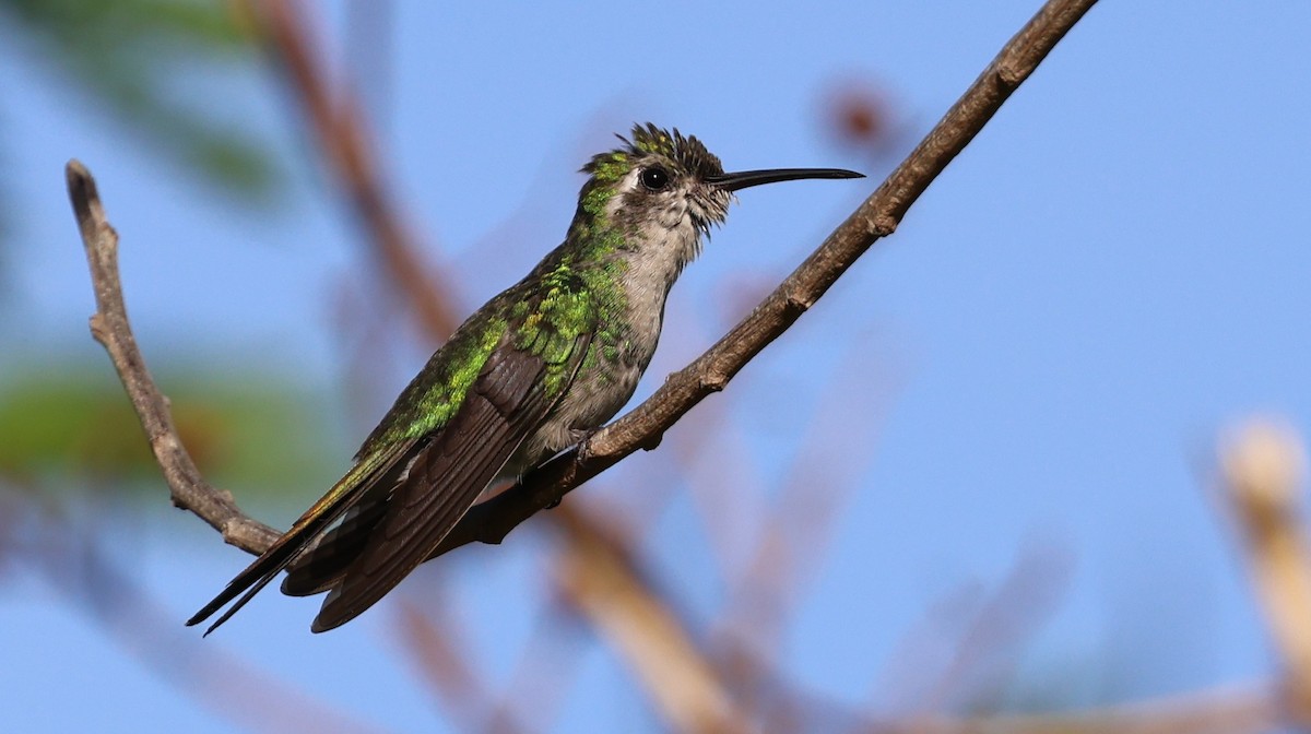 Cuban Emerald - ML646053789