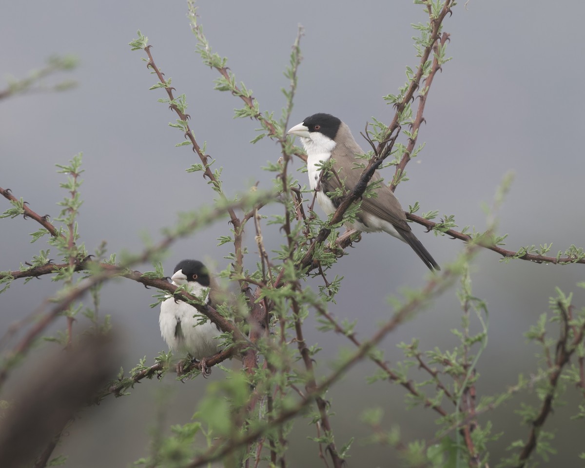 Black-capped Social-Weaver - ML646053790