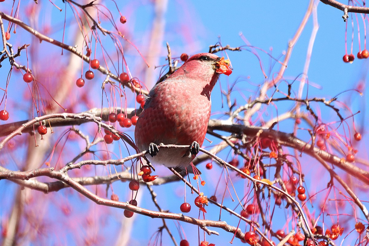 Pine Grosbeak - ML646053798
