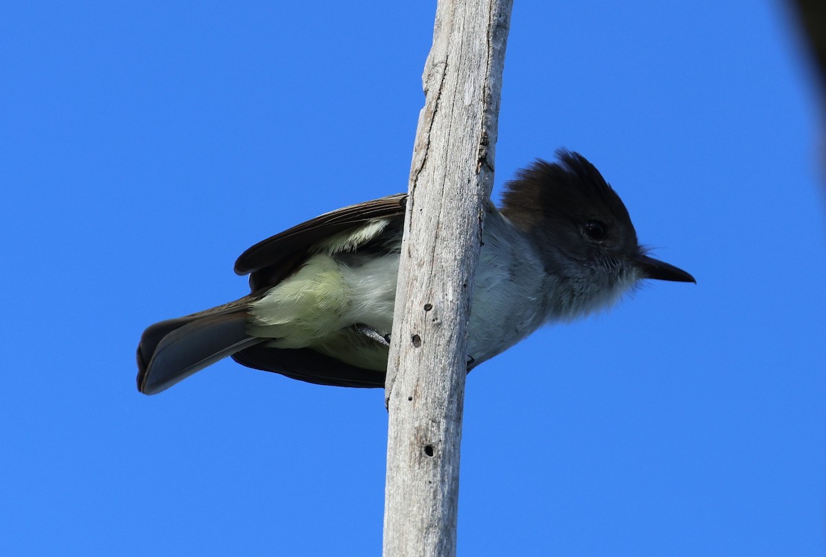 La Sagra's Flycatcher - ML646053800