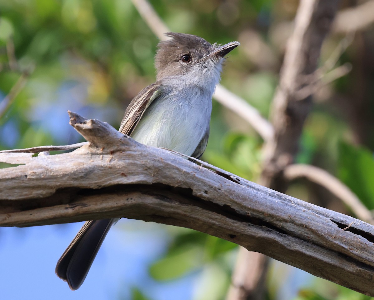 La Sagra's Flycatcher - ML646053801