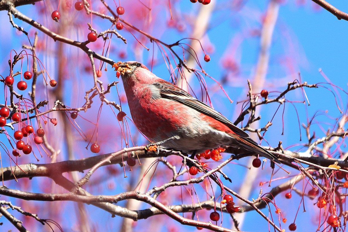 Pine Grosbeak - ML646053809