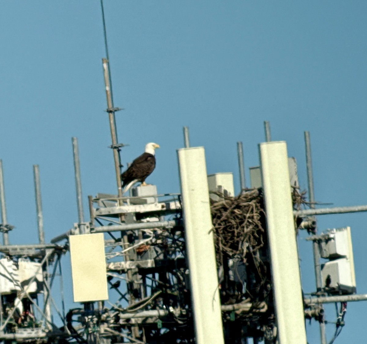 Орлан білоголовий - ML646053817