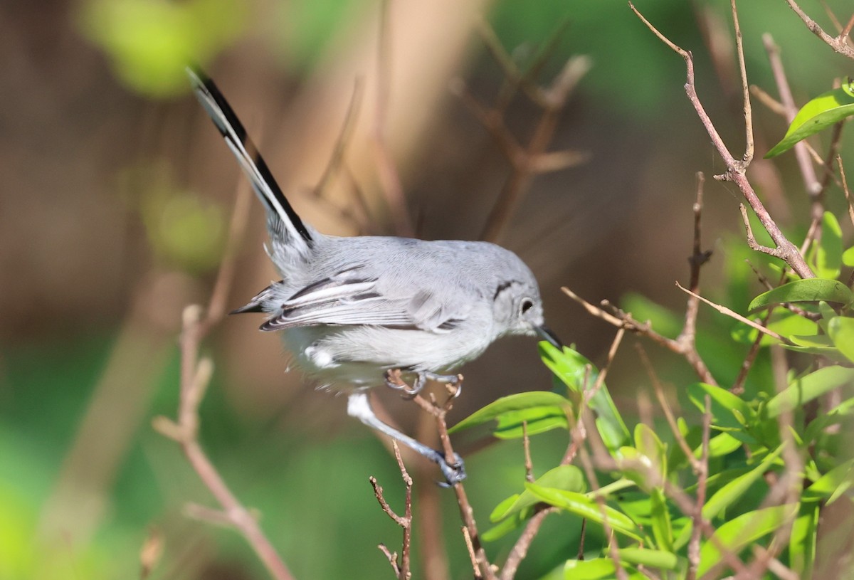 Cuban Gnatcatcher - ML646053818