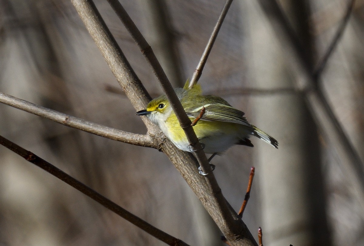 White-eyed Vireo - ML646053823