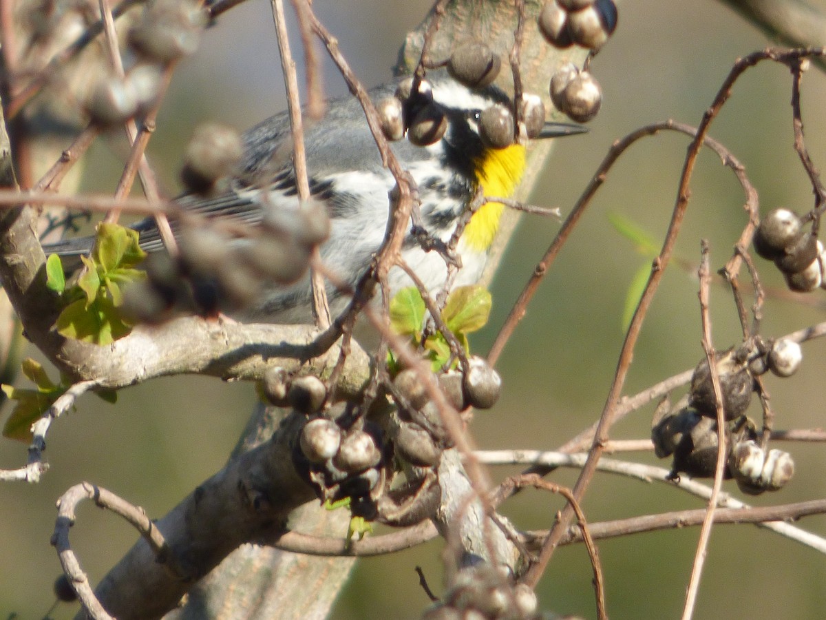 Goldkehl-Waldsänger - ML646053824