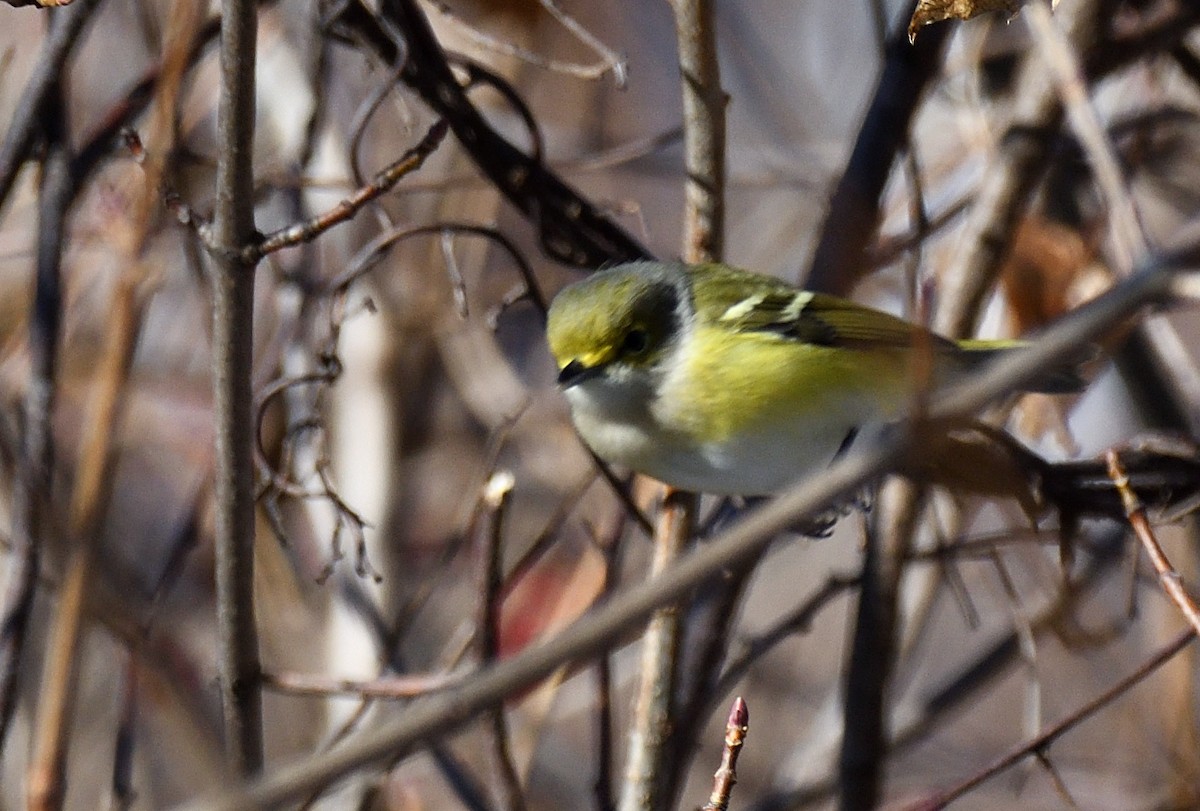 White-eyed Vireo - ML646053825