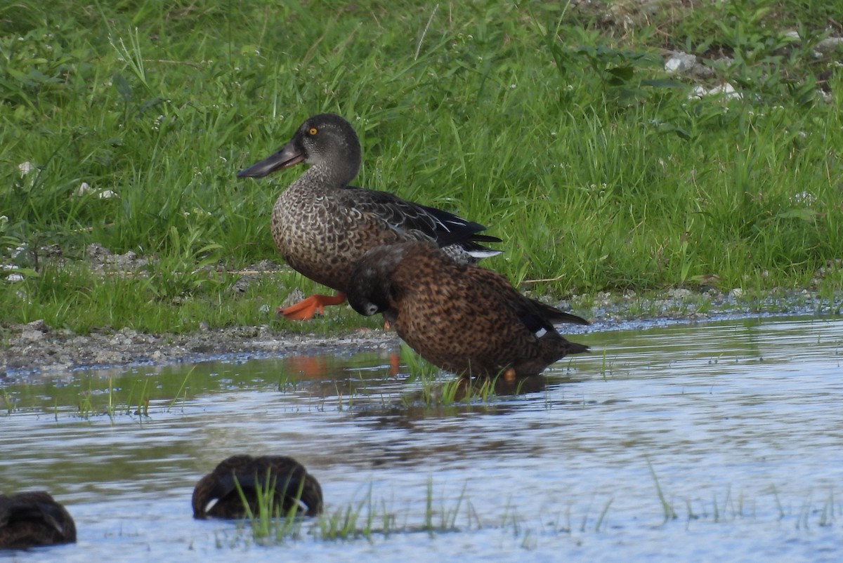 Халбага нугас - ML646053827