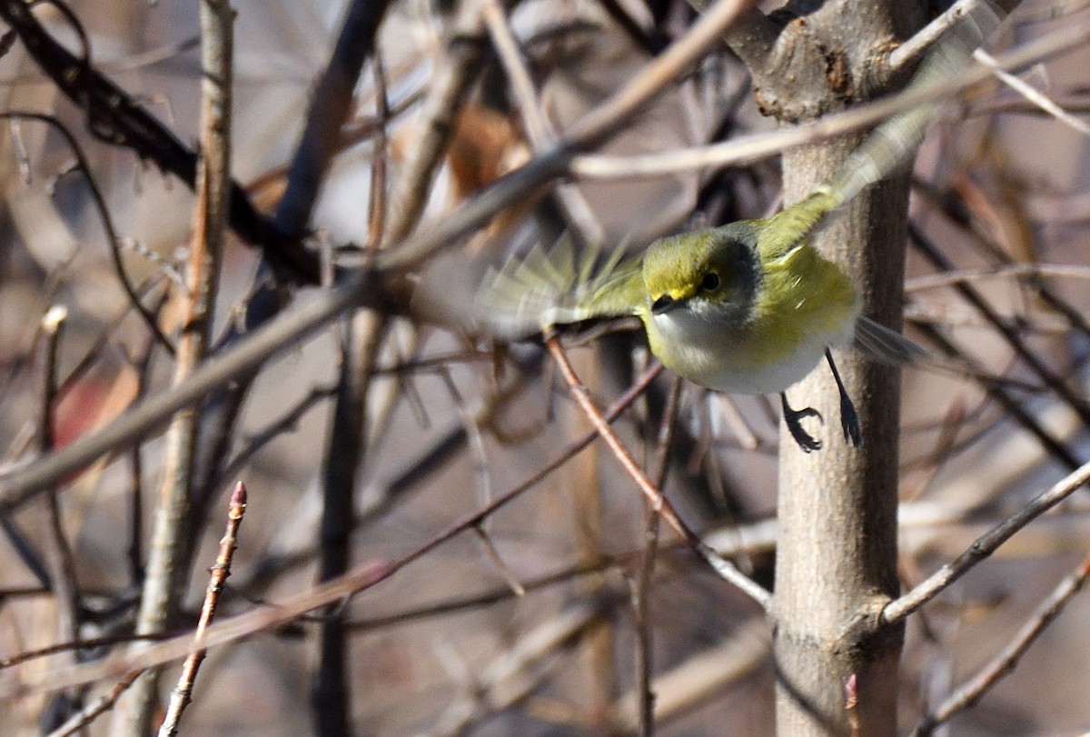White-eyed Vireo - ML646053830