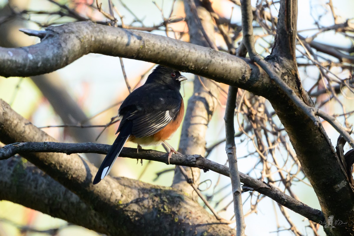 Eastern Towhee - ML646053835