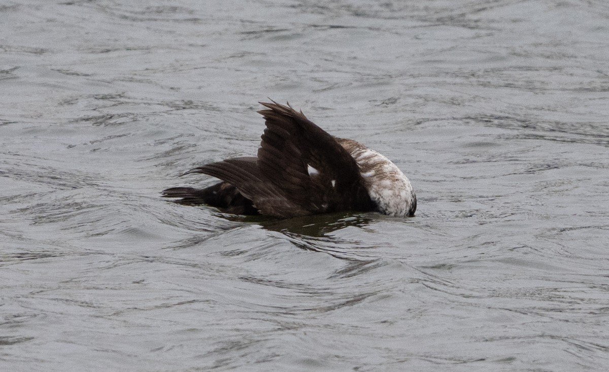 Éider Común - ML646053838