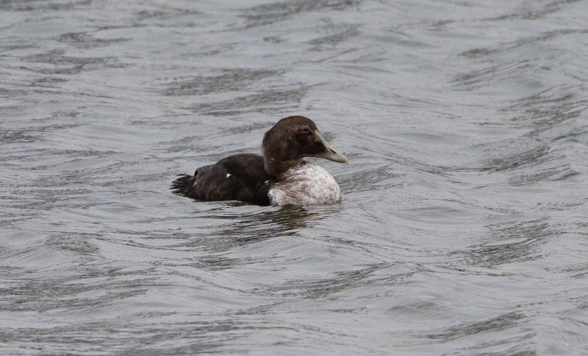 Éider Común - ML646053839