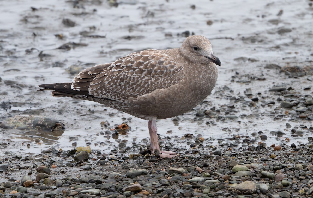 Gaviota Argéntea Americana - ML646053844