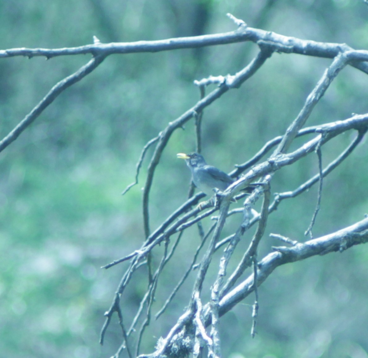 Andean Slaty Thrush - ML646053846