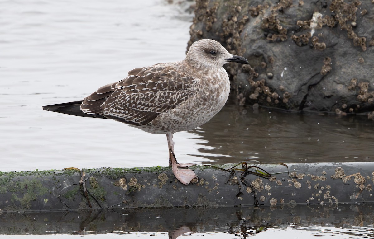 Gaviota Sombría - ML646053847