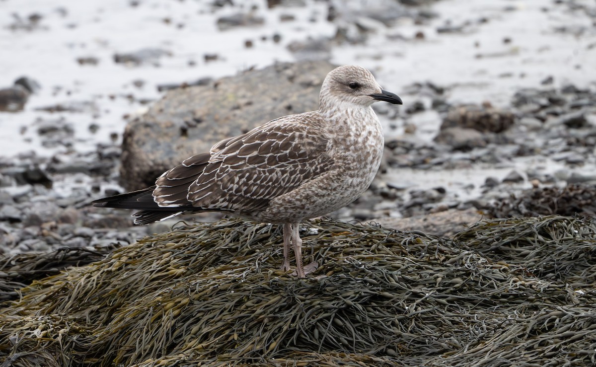 Gaviota Sombría - ML646053848