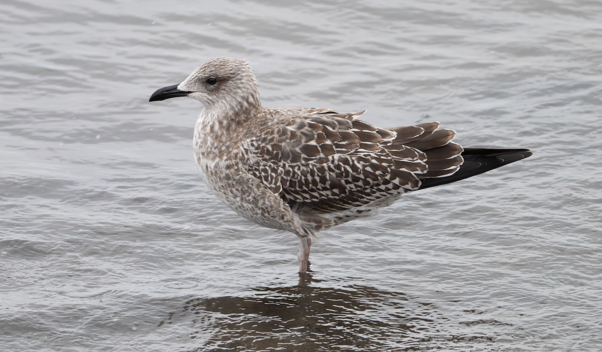 Gaviota Sombría - ML646053849
