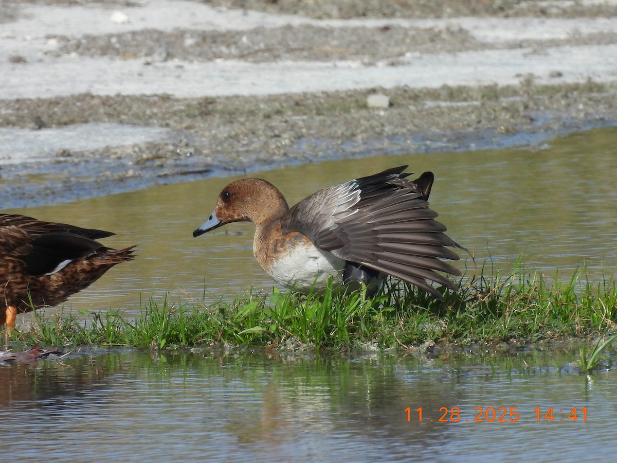 Зээрд нугас - ML646053850