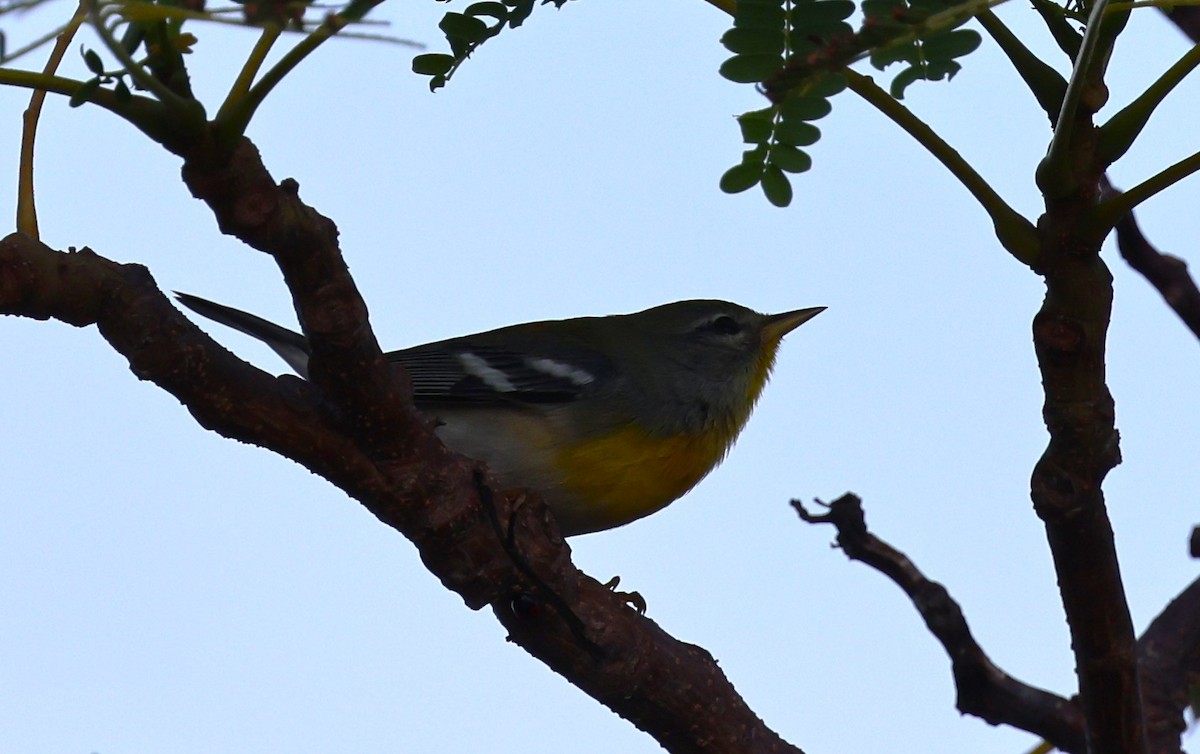 Northern Parula - ML646053852