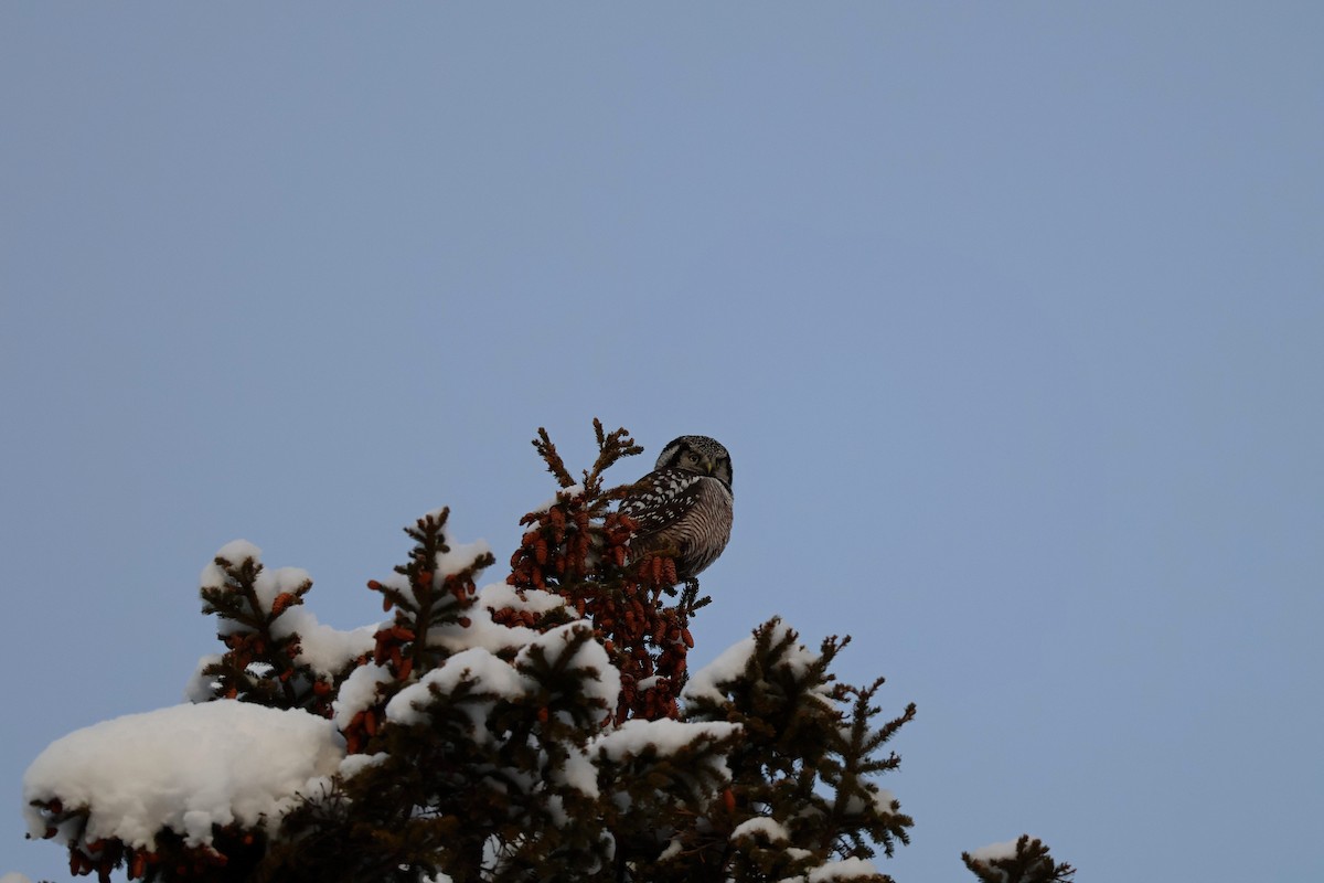 Northern Hawk Owl - ML646053853