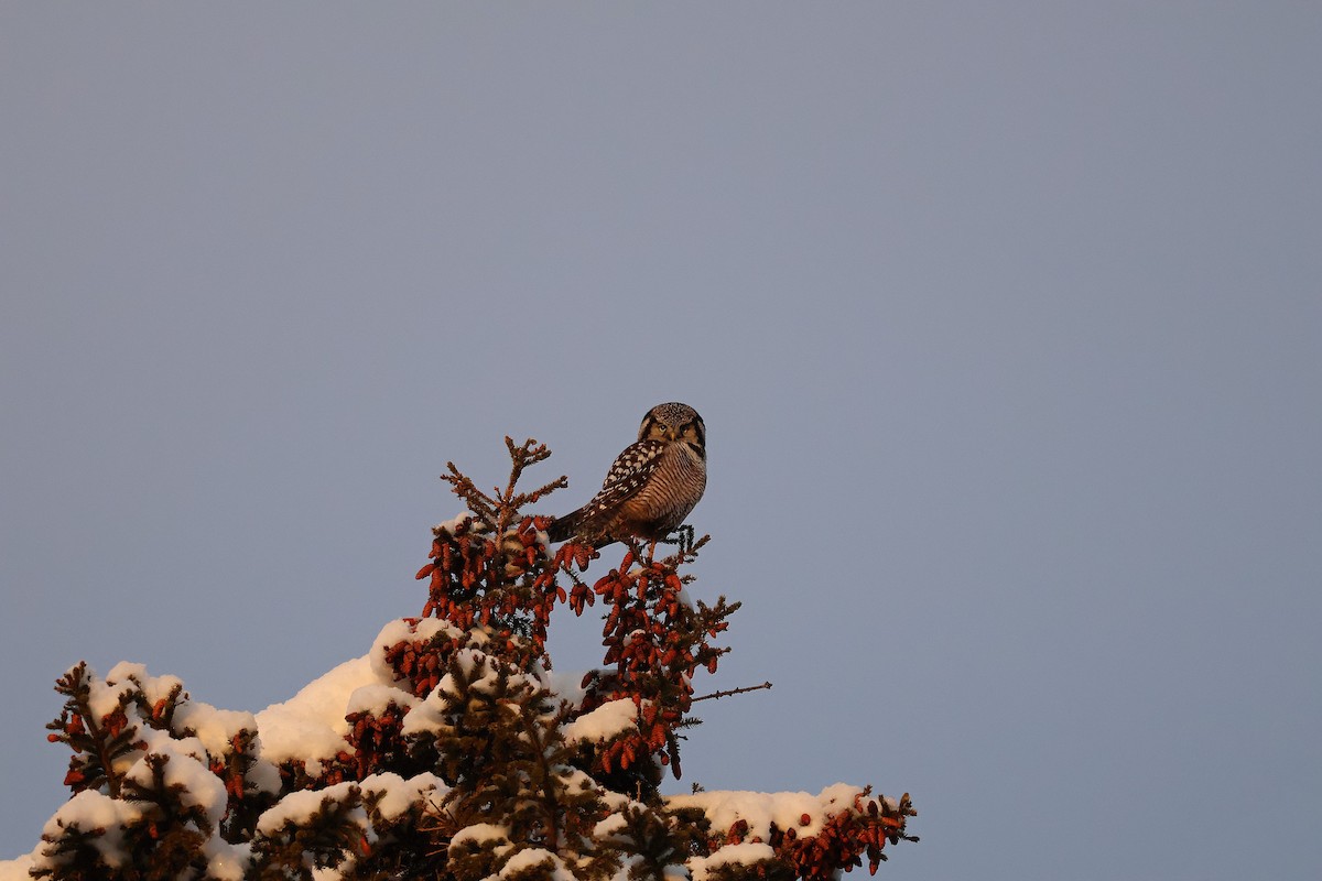 Northern Hawk Owl - ML646053854