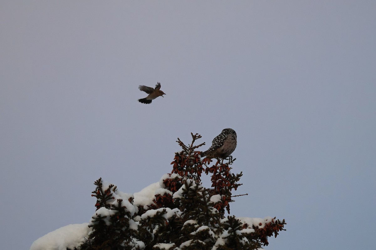 Northern Hawk Owl - ML646053855