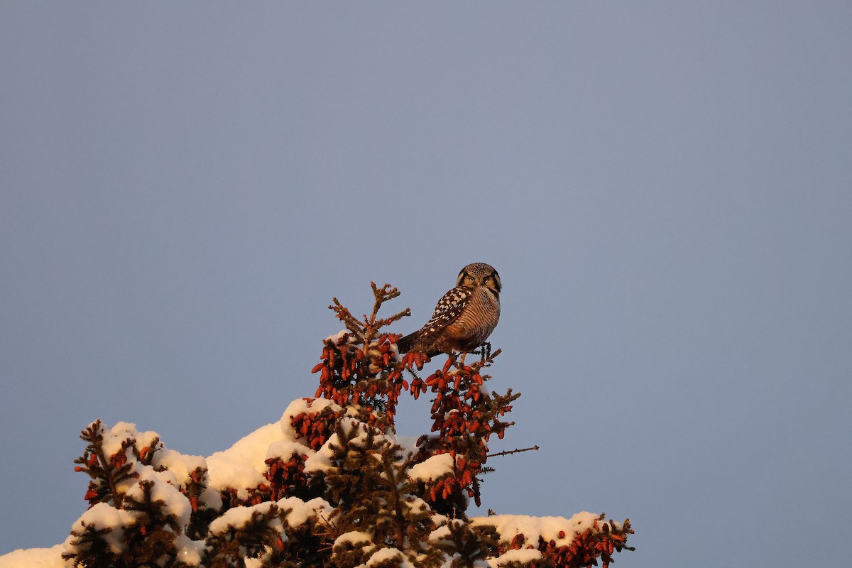 Northern Hawk Owl - ML646053856