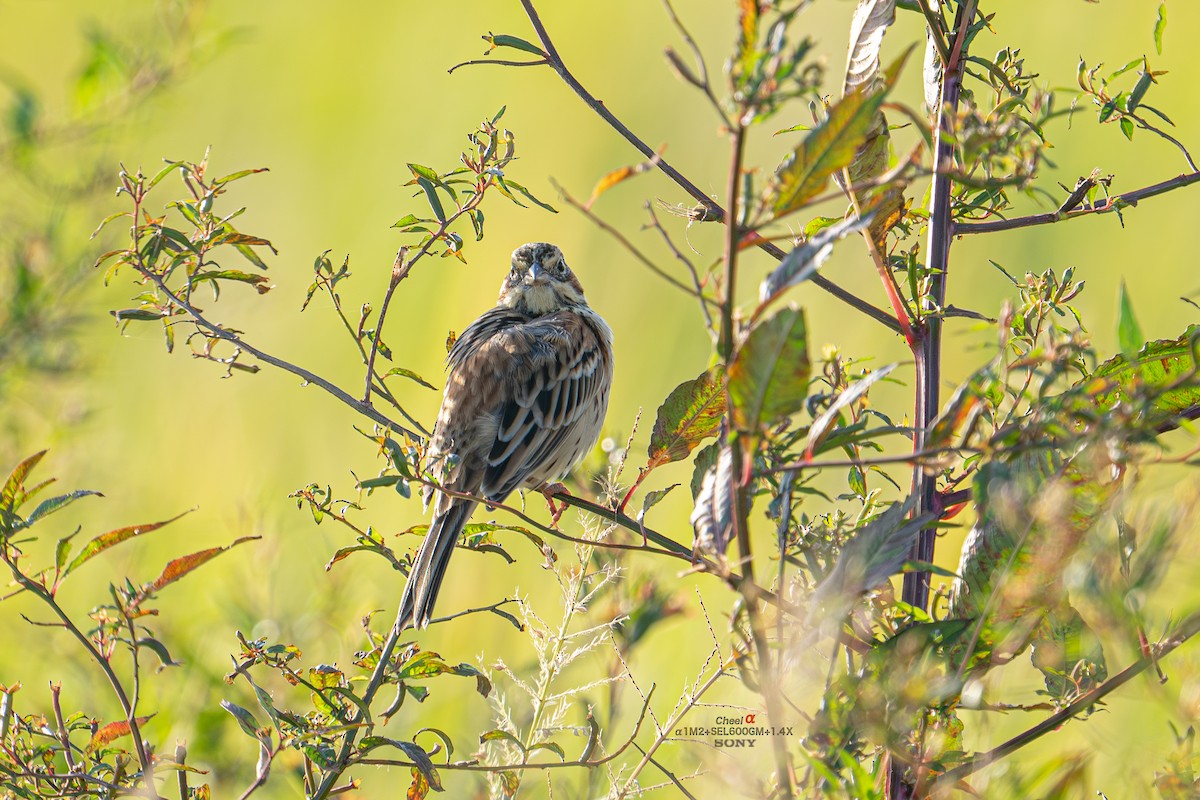 Chestnut-eared Bunting - ML646053857