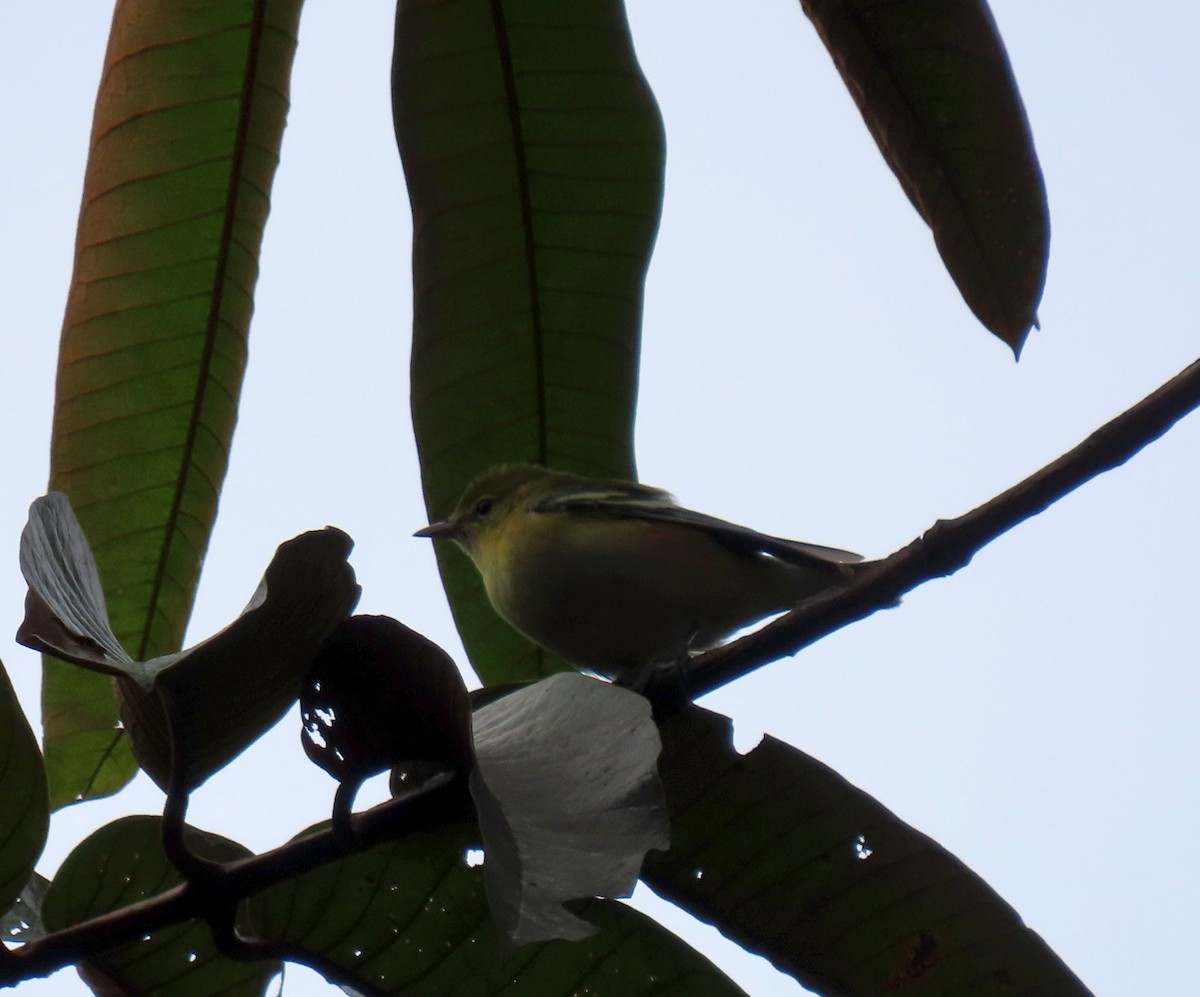 Пісняр-лісовик каштановий - ML646053861