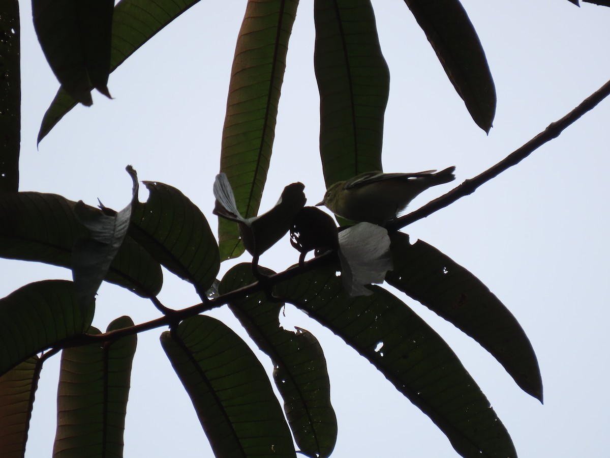 Пісняр-лісовик каштановий - ML646053864