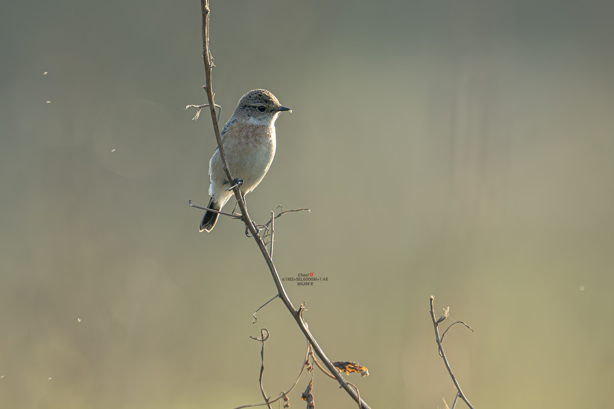 Amur Stonechat - ML646053868