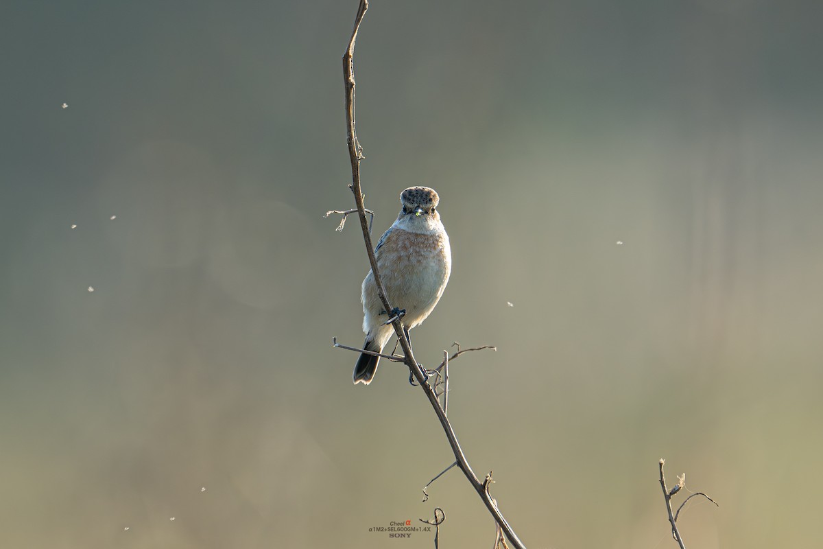Amur Stonechat - ML646053869