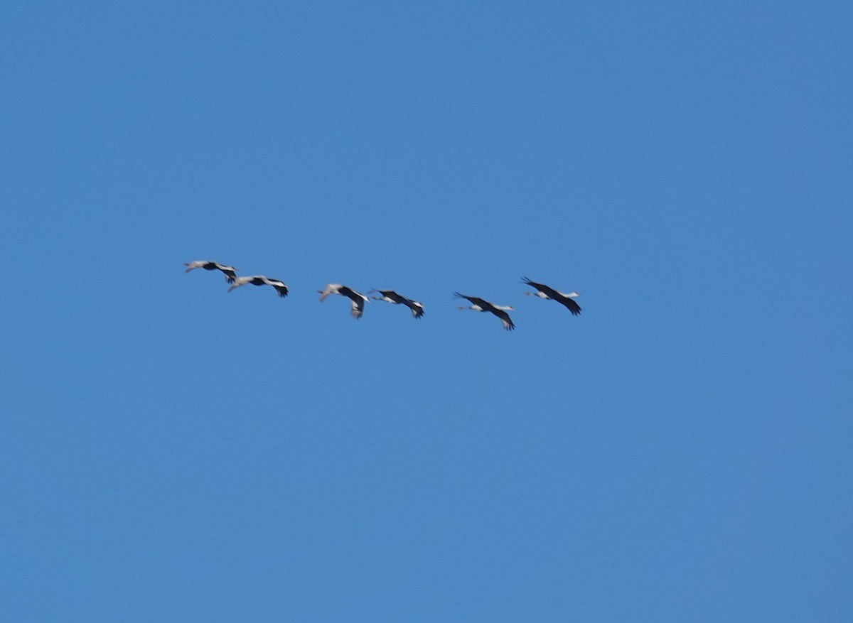 Орог тогоруу - ML646053870