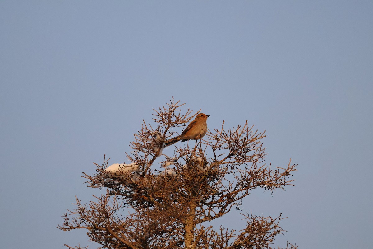 Northern Shrike - ML646053875