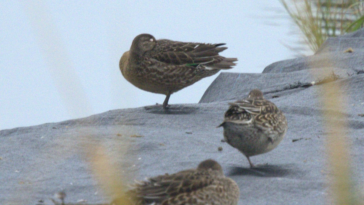 Green-winged Teal - ML646053877