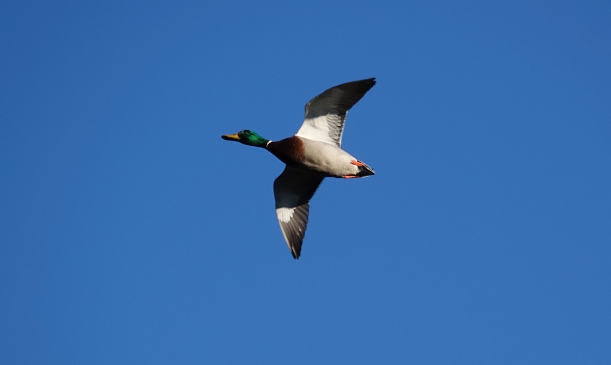 Зэрлэг нугас - ML646053883