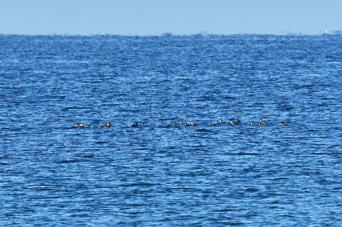 Ahatebeltz eurasiarra - ML646053888