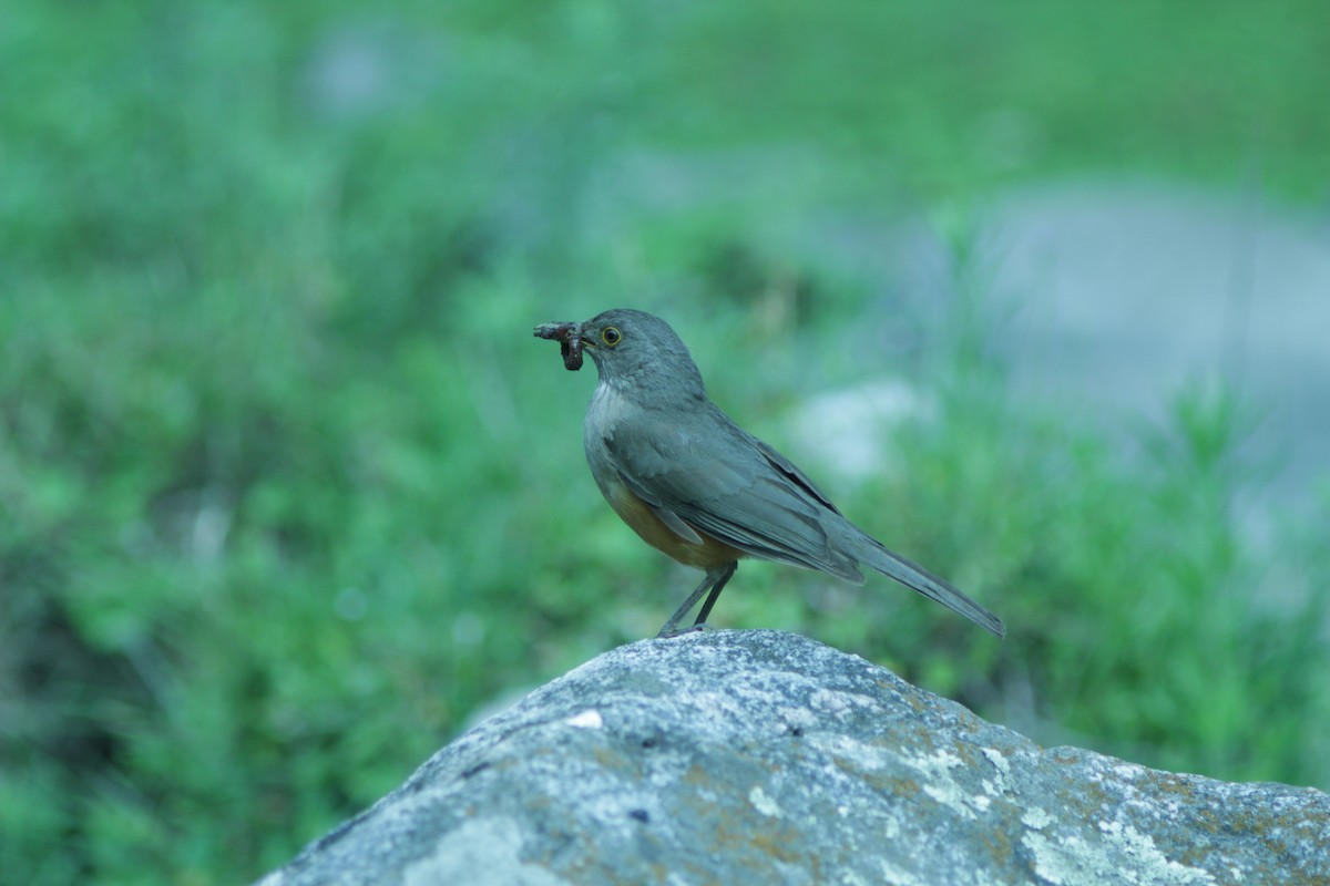 Rufous-bellied Thrush - ML646053891