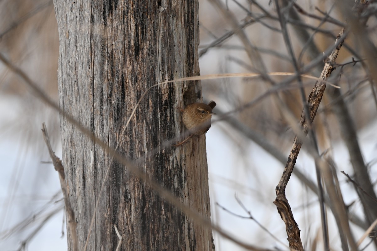 Winter Wren - ML646053904