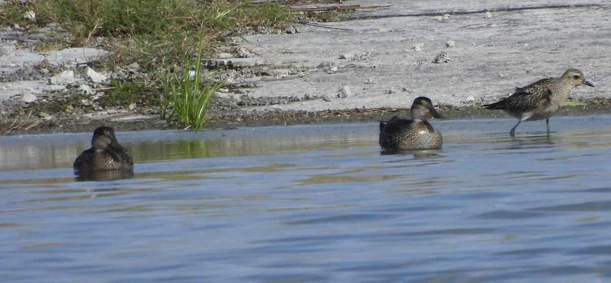 Ногоохон нугас - ML646053905