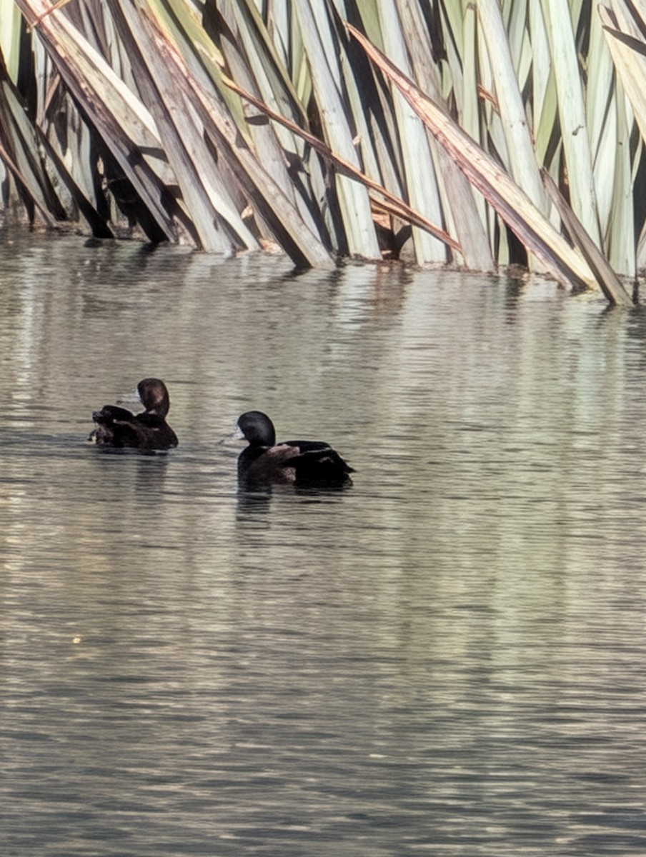 Blue Duck - ML646053908