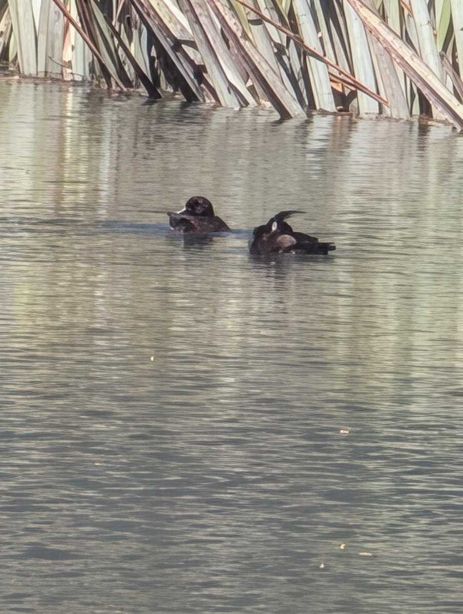 Blue Duck - ML646053912