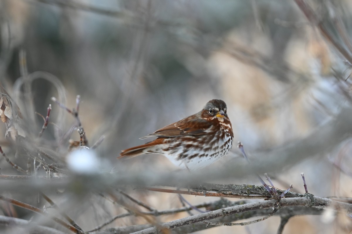 Fox Sparrow - ML646053913